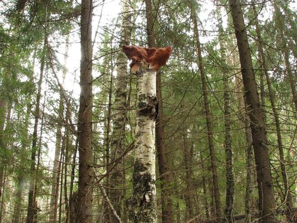 Gyromitra infula