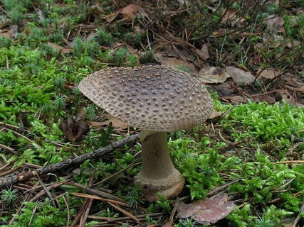 Amanita pantherina