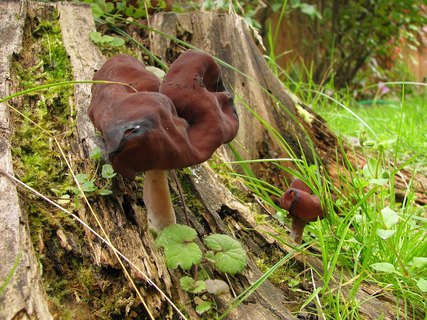 Gyromitra infula