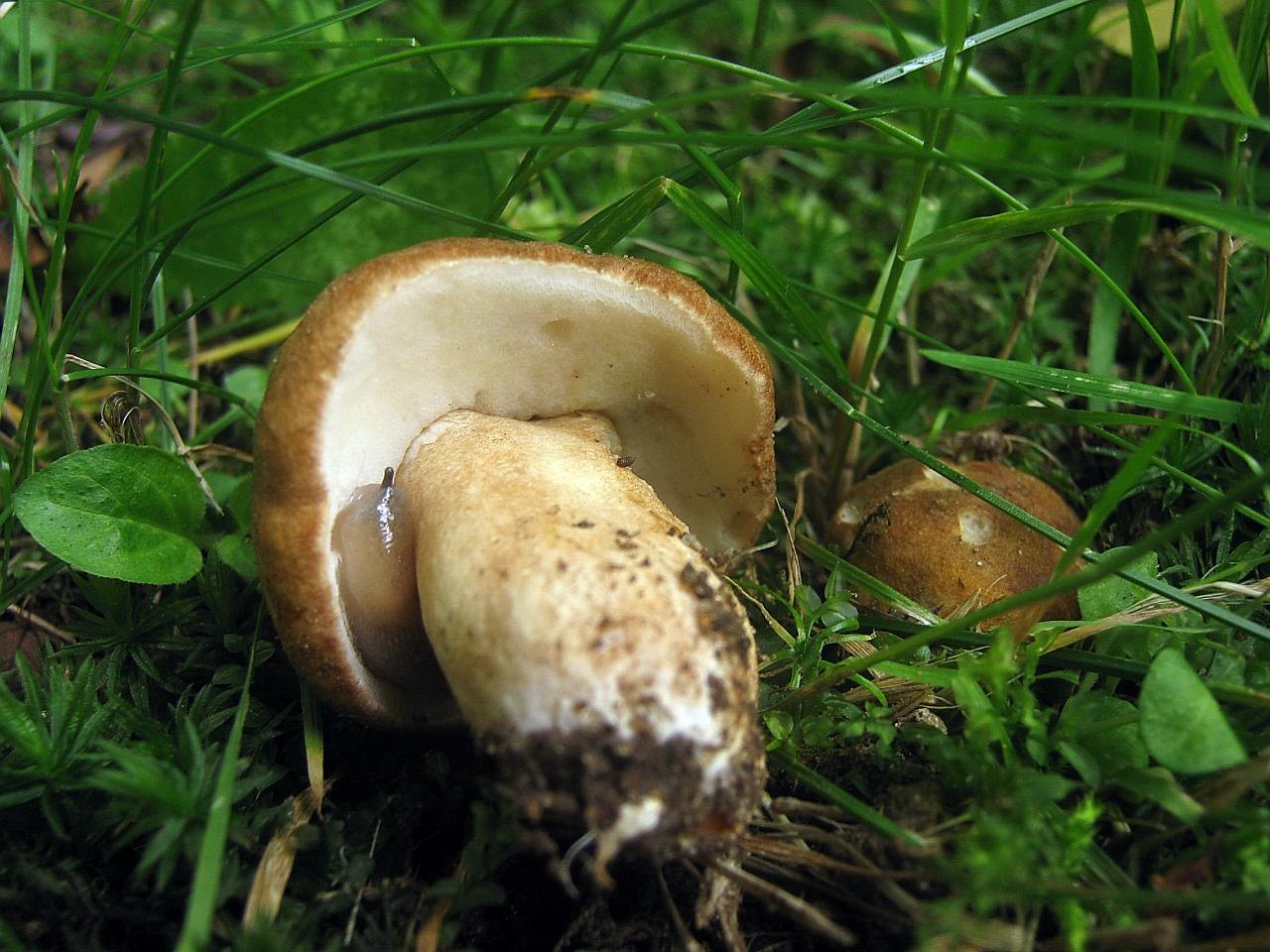 Gyroporus