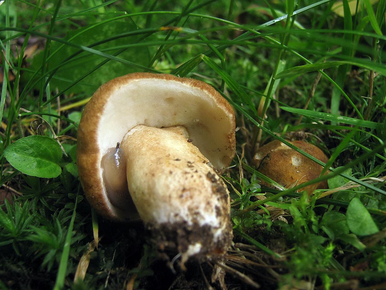 Gyroporus castaneus