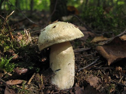 Gyroporus cyanescens