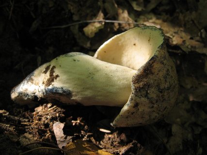 Gyroporus cyanescens