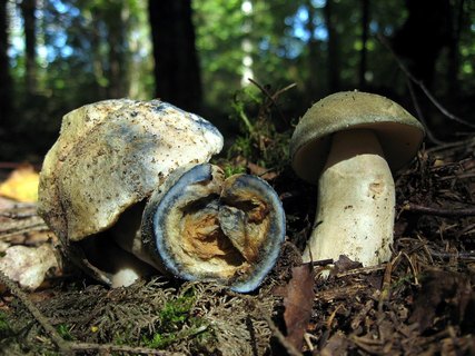 Gyroporus cyanescens