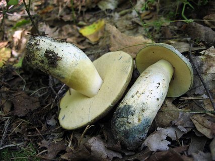 Gyroporus cyanescens
