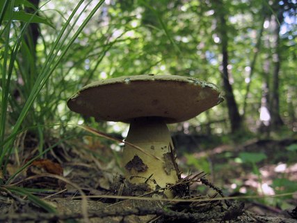 Gyroporus cyanescens