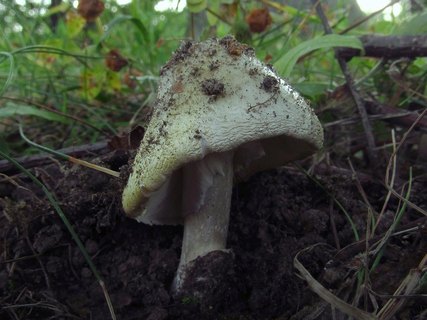 Amanita phalloides