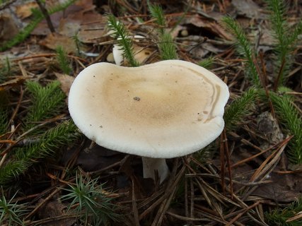 Hebeloma crustulineforme