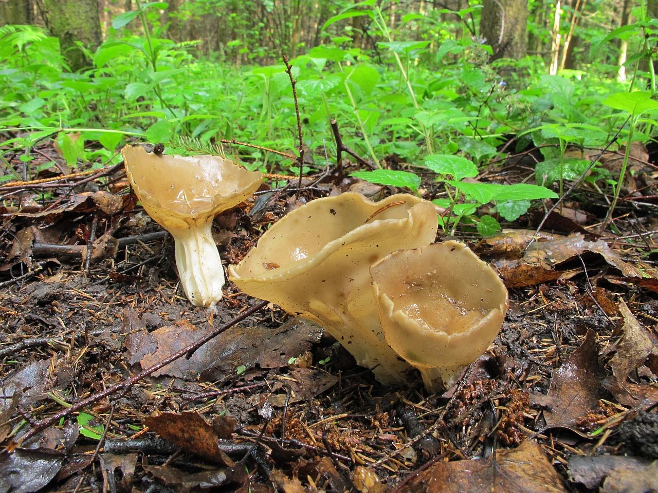 Helvella