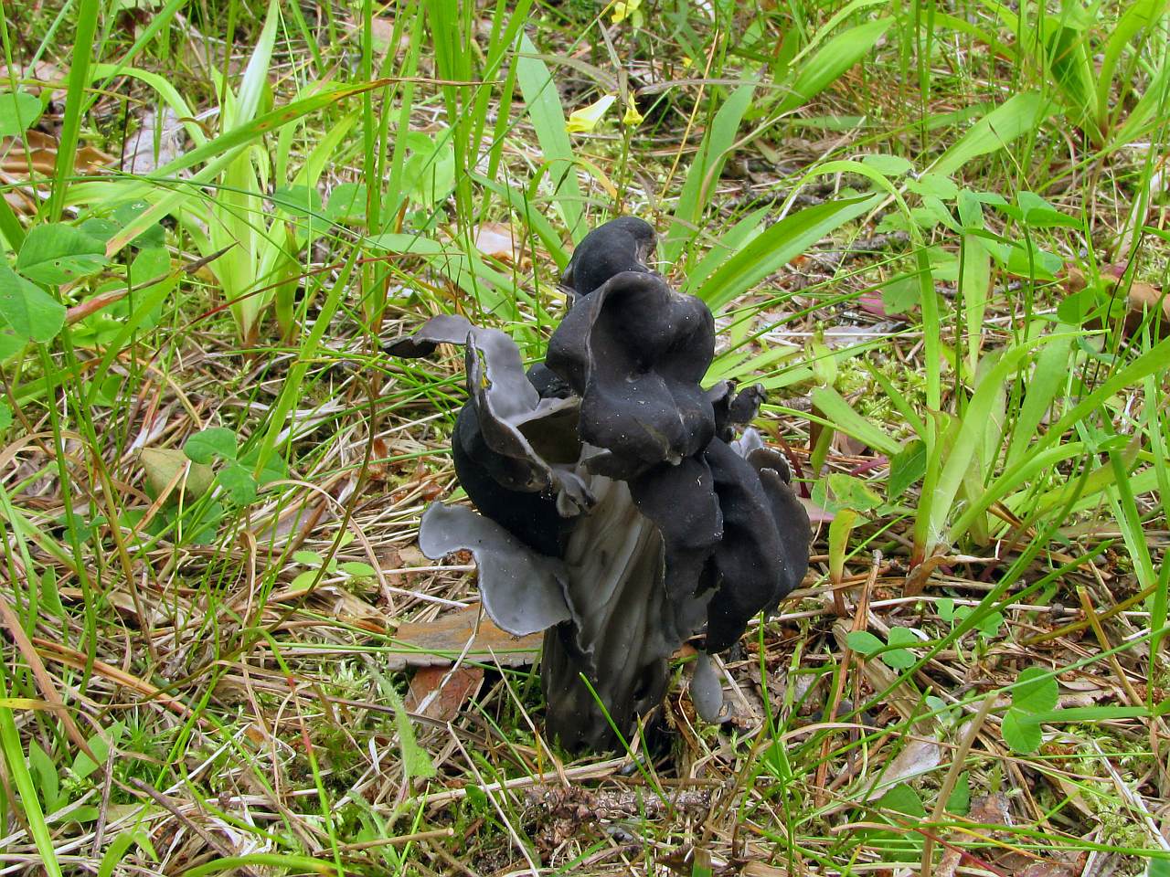 Helvella lacunosa