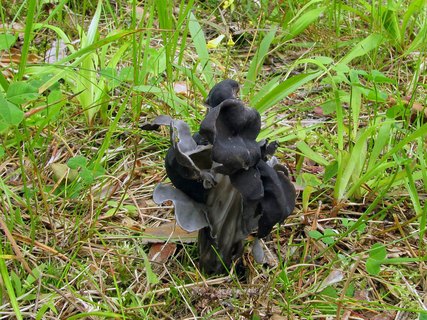 Helvella lacunosa