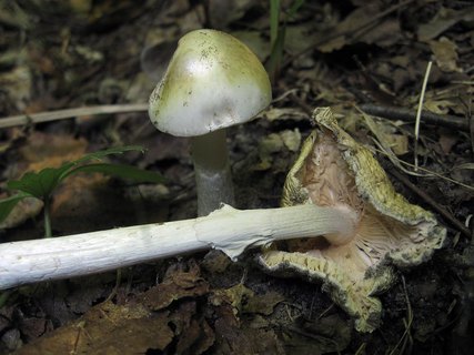 Amanita phalloides