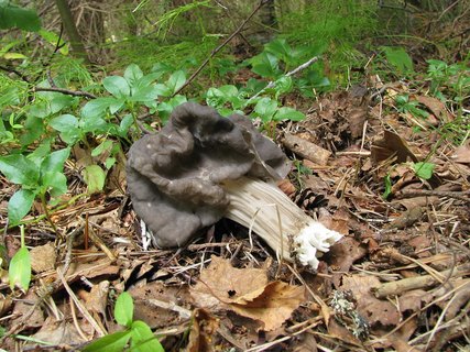 Helvella lacunosa