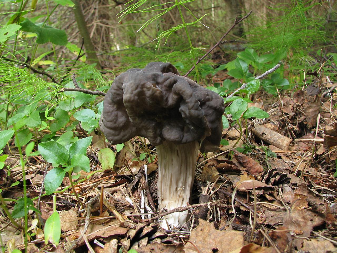 Helvella lacunosa
