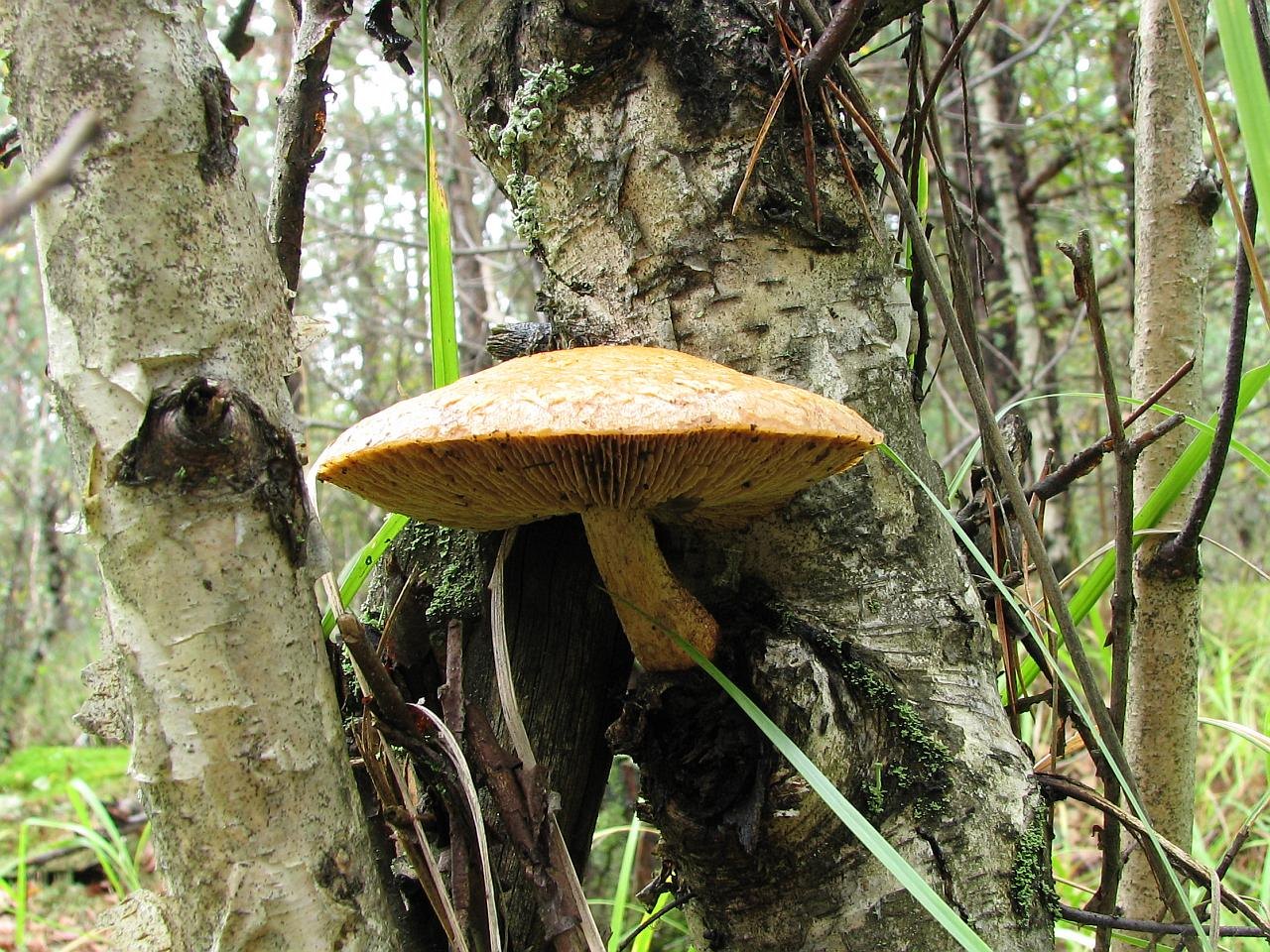 Hemipholiota