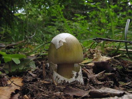 Amanita phalloides