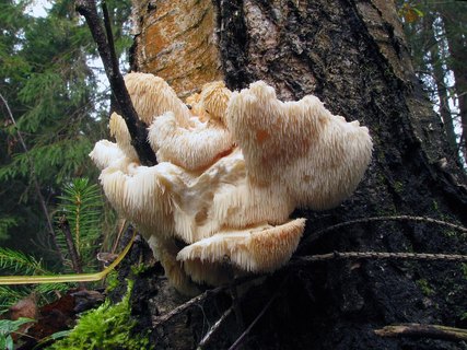 Hericium cirrhatum
