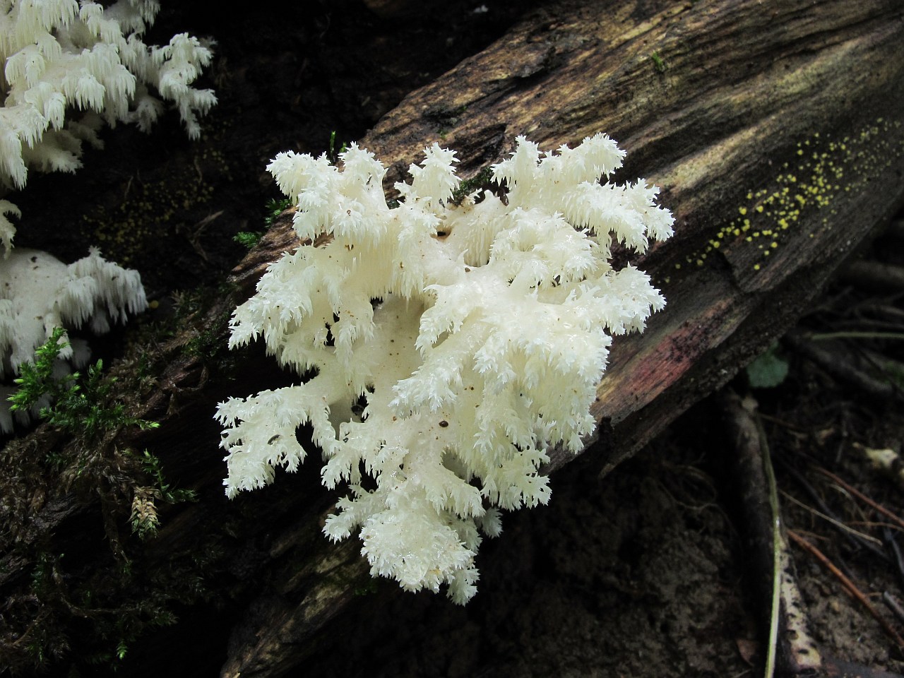 Hericium coralloides