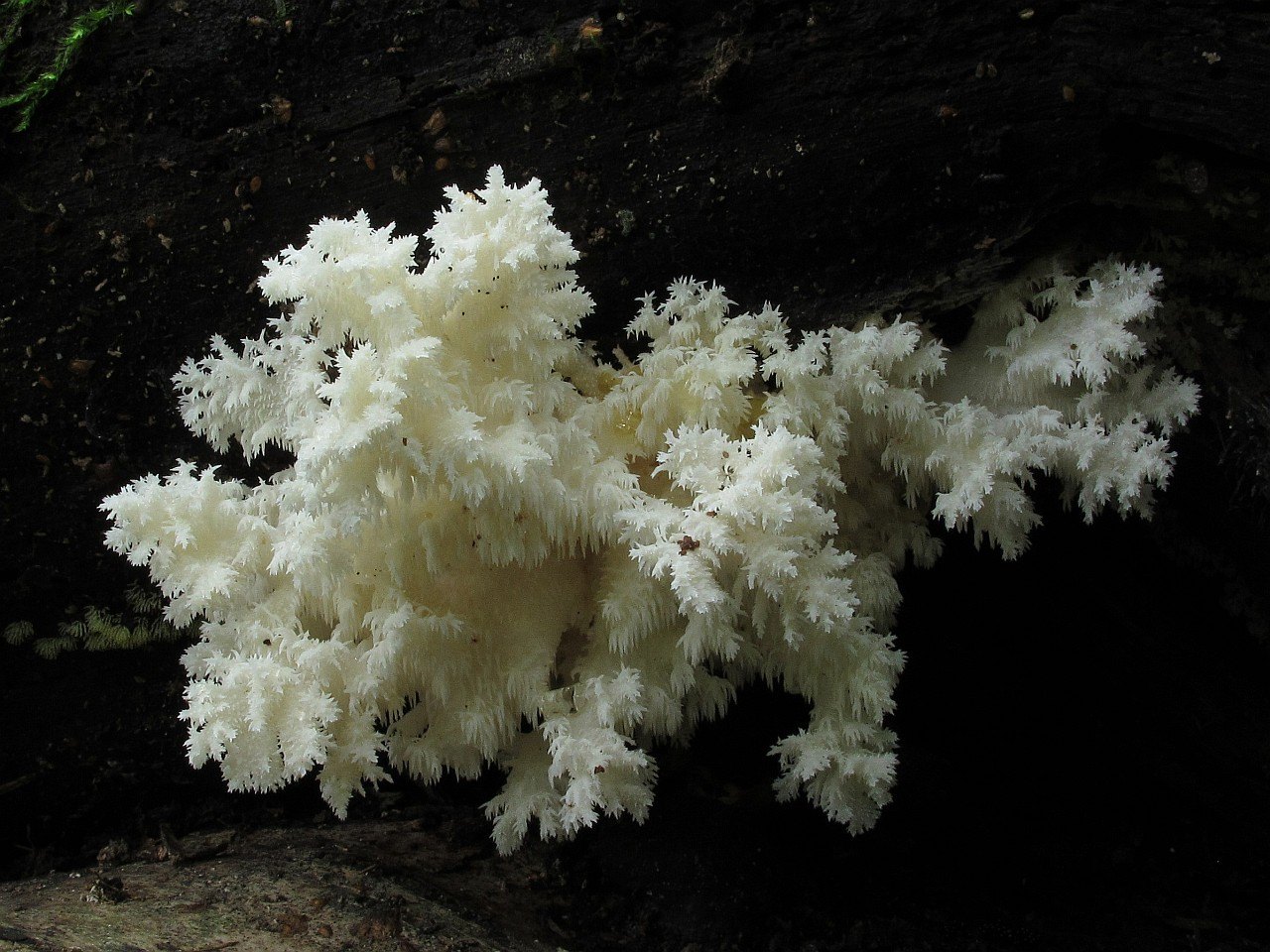 Hericium coralloides