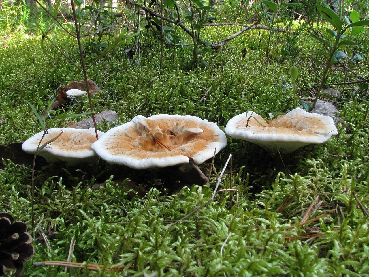 Hydnellum