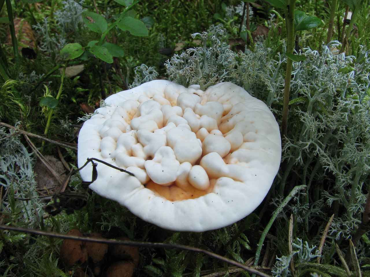 Hydnellum aurantiacum