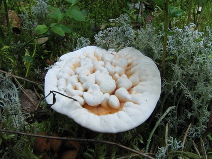 Hydnellum aurantiacum