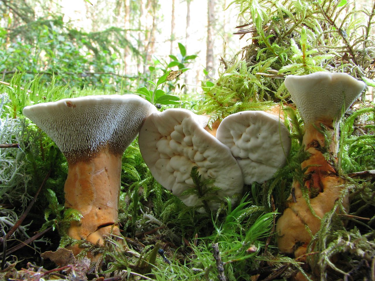 Hydnellum aurantiacum