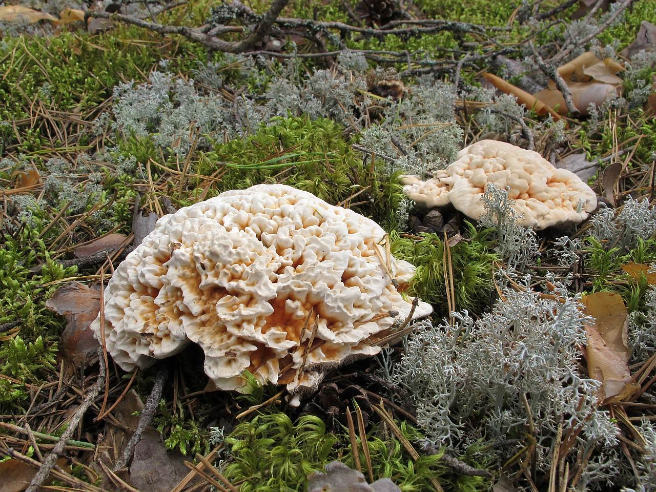 Hydnellum aurantiacum