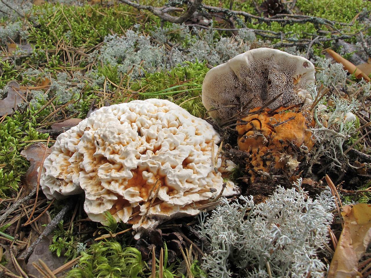 Hydnellum aurantiacum