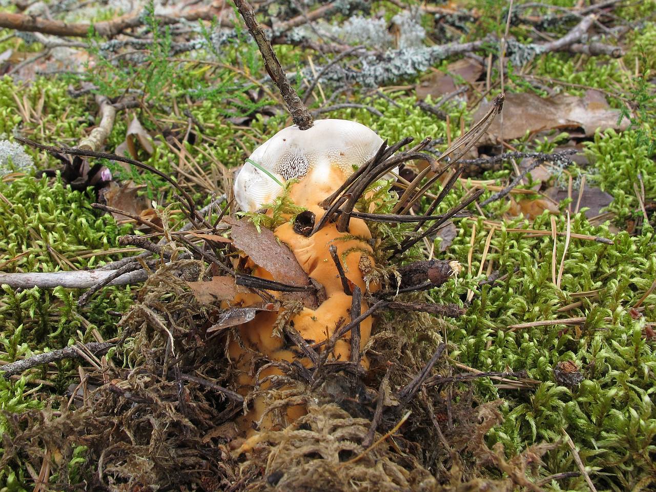 Hydnellum aurantiacum