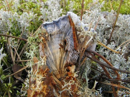 Hydnellum caeruleum