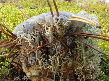 Hydnellum caeruleum
