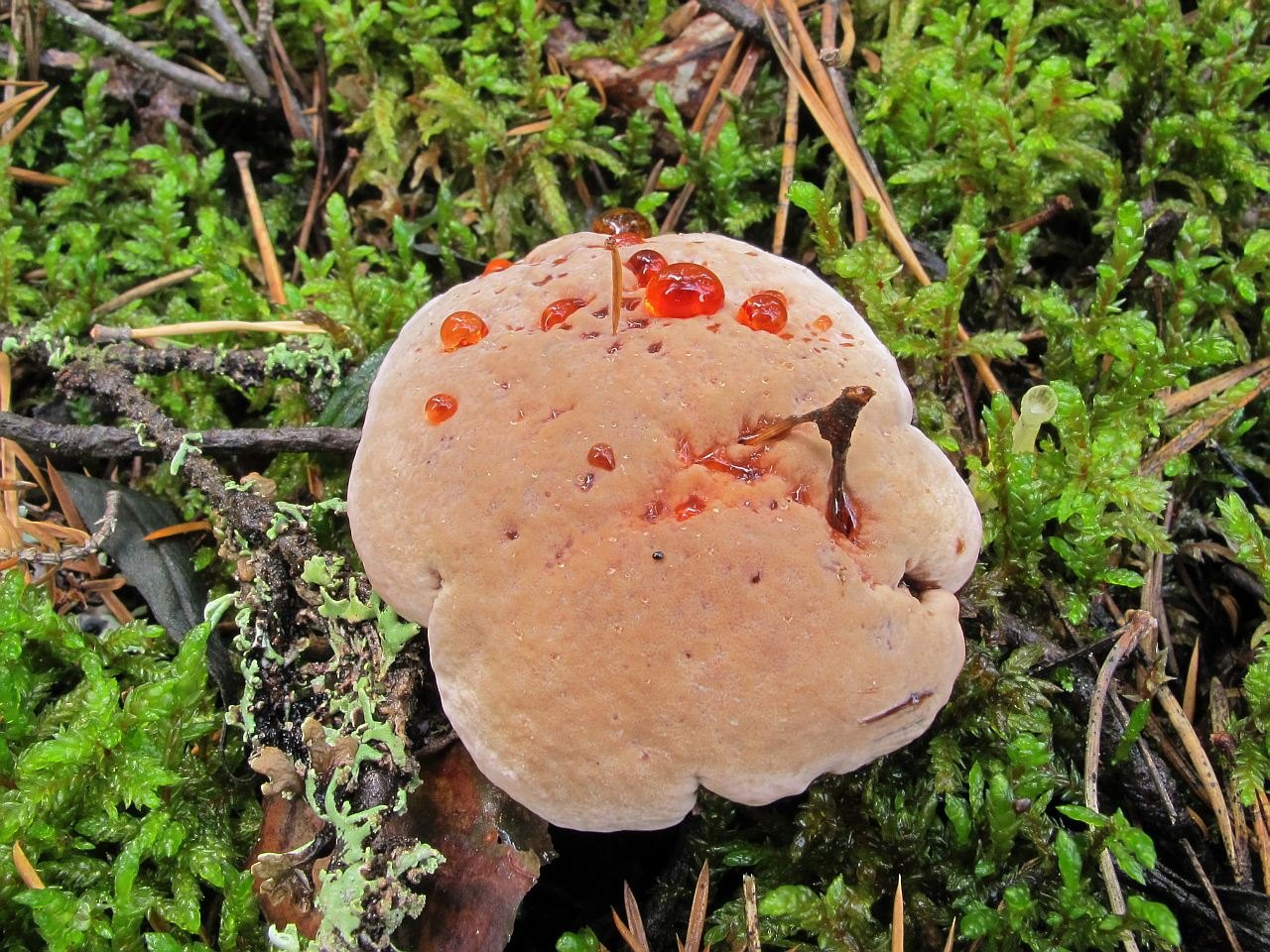 Hydnellum ferrugineum