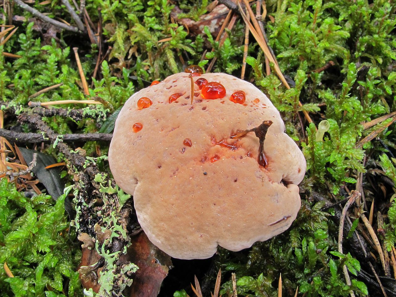 Hydnellum ferrugineum