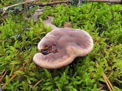 Hydnellum ferrugineum