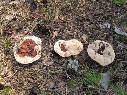 Hydnellum ferrugineum