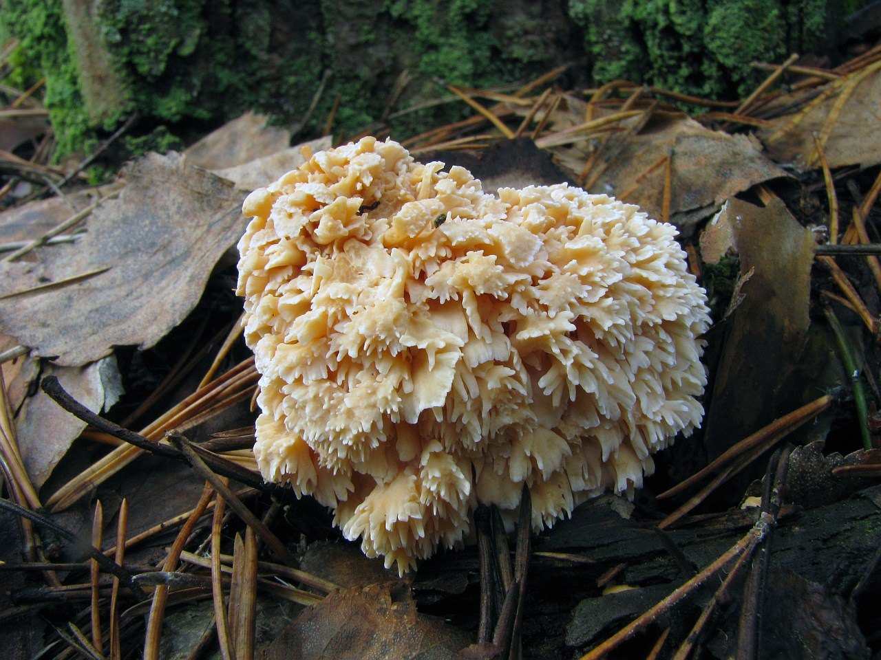Hydnum