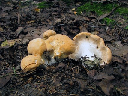 Hydnum repandum