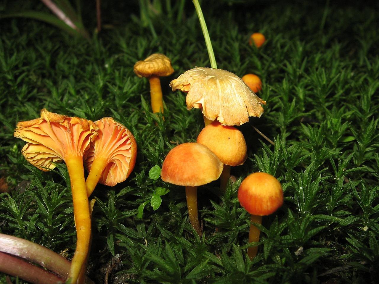 Hygrocybe