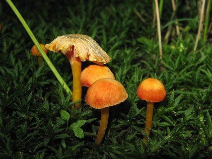 Hygrocybe cantharellus