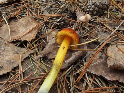 Hygrocybe conica