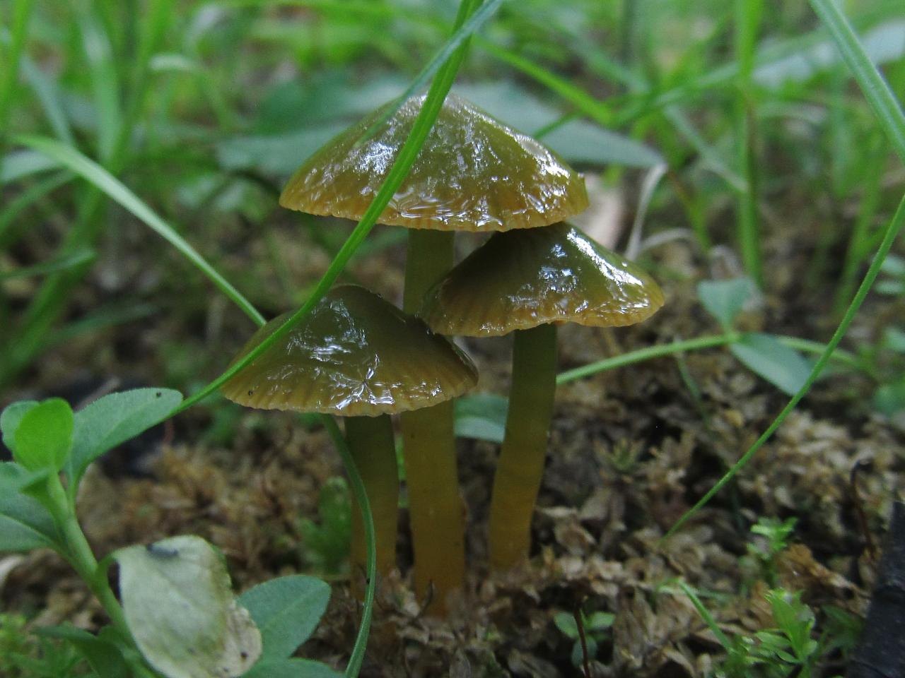 Gliophorus