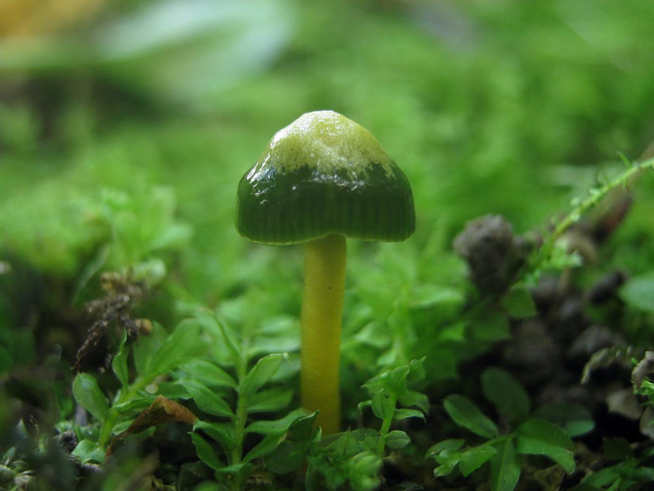 Gliophorus psittacinus
