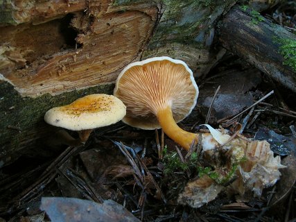 Hygrophoropsis aurantiaca